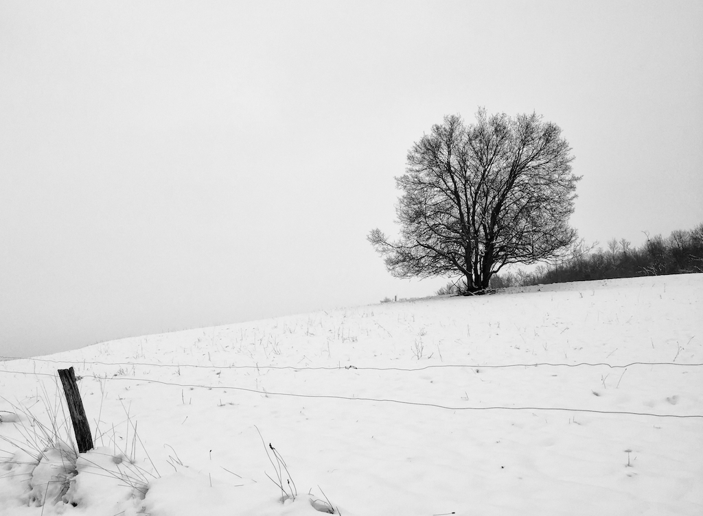 Arbre-solitaire-sous-la-neige-en-noir-et-blanc