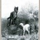 Le Loup et l'Agneau, illustration de Gustave Doré (1832 - 1883)