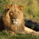 Lion-Wallpapers-Free-Download